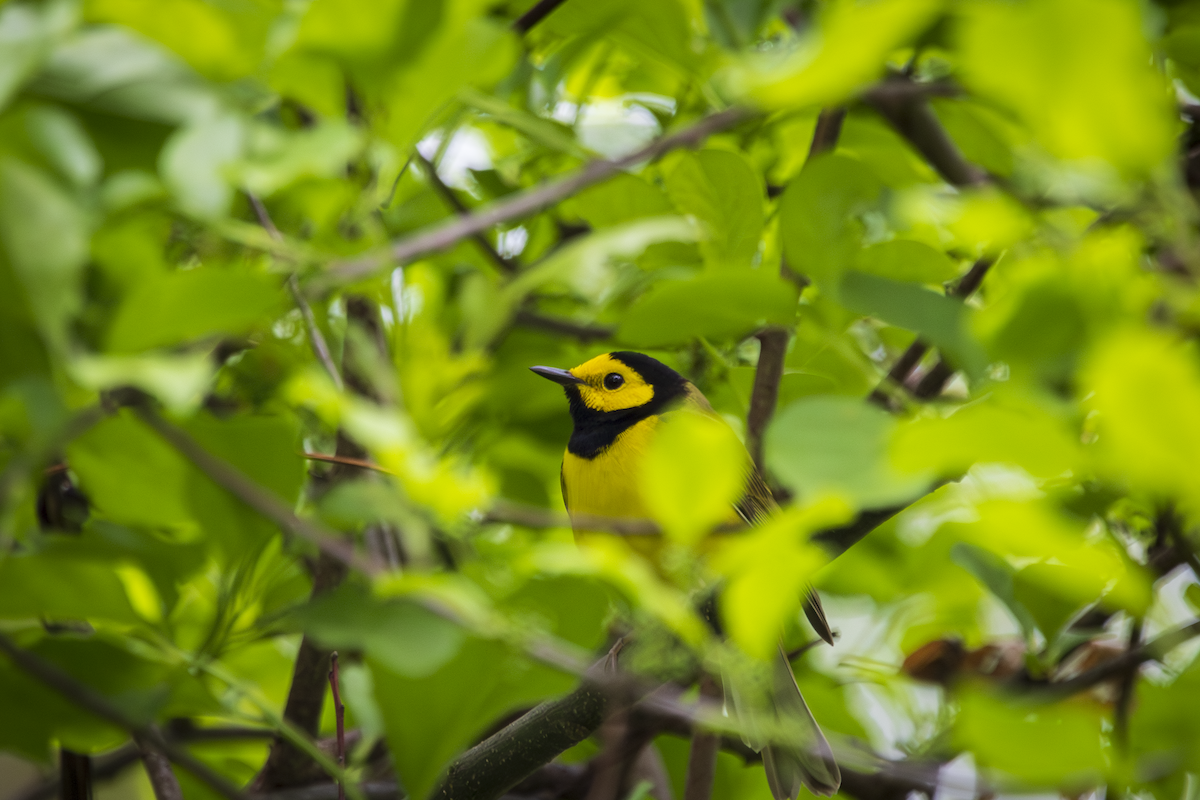 Hooded Warbler - ML636361390