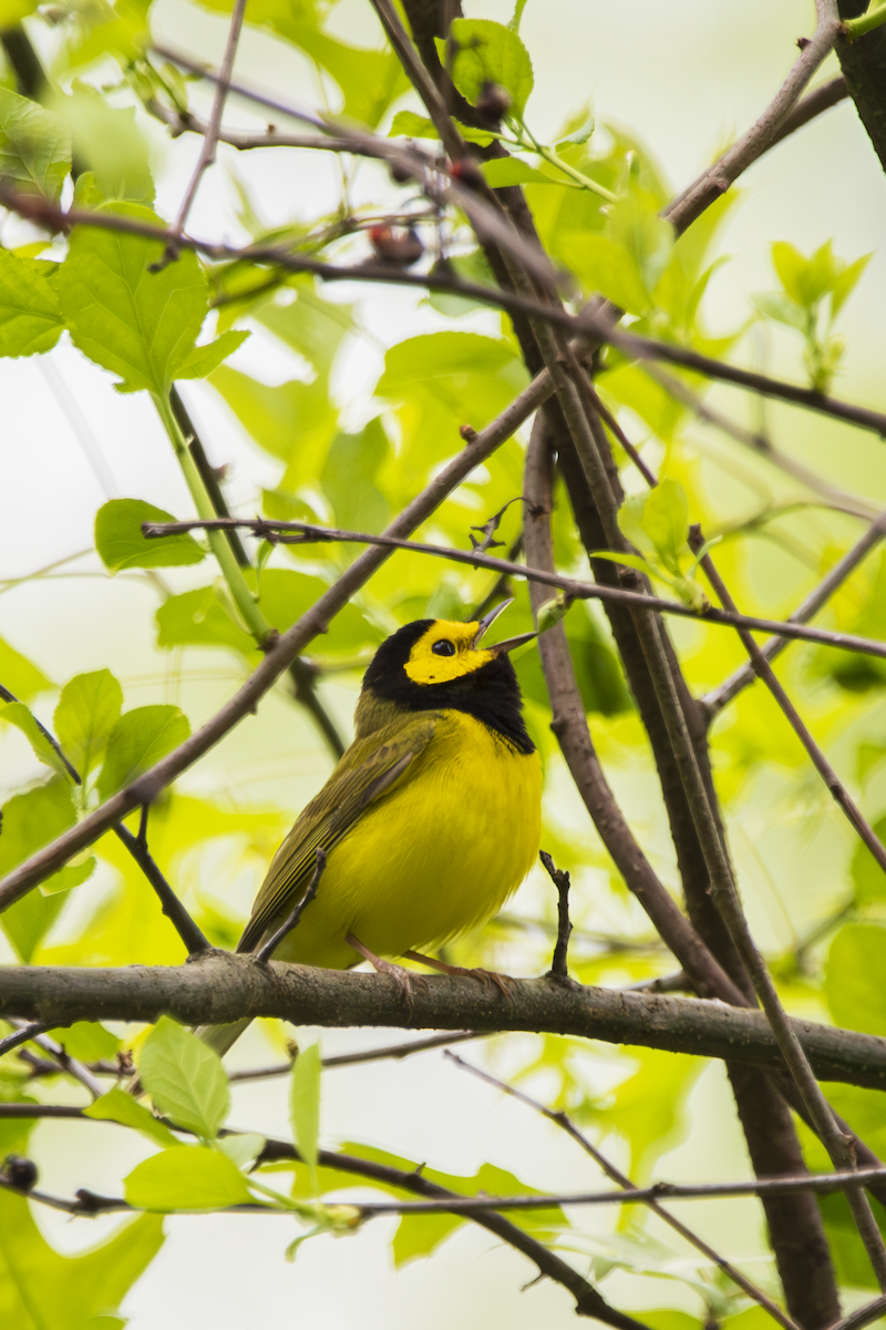 Hooded Warbler - ML636361391
