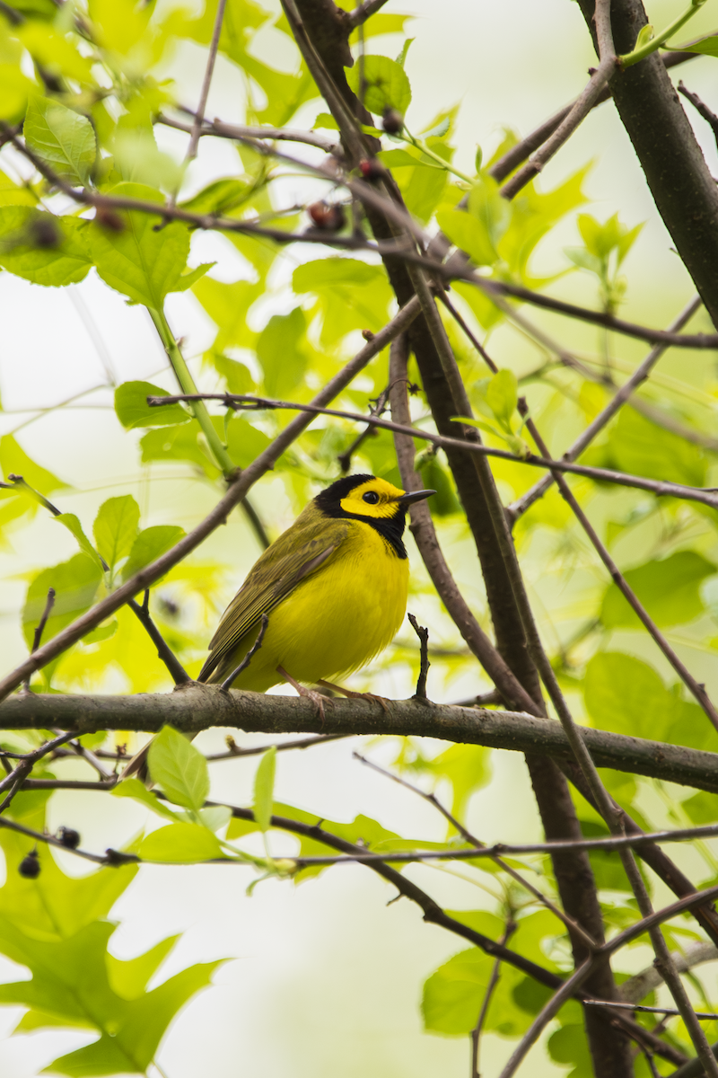Hooded Warbler - ML636361392