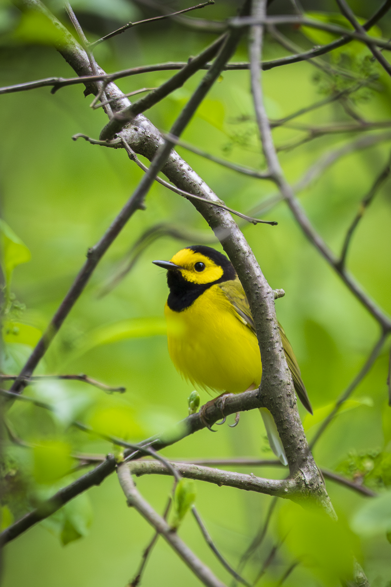 Hooded Warbler - ML636361393