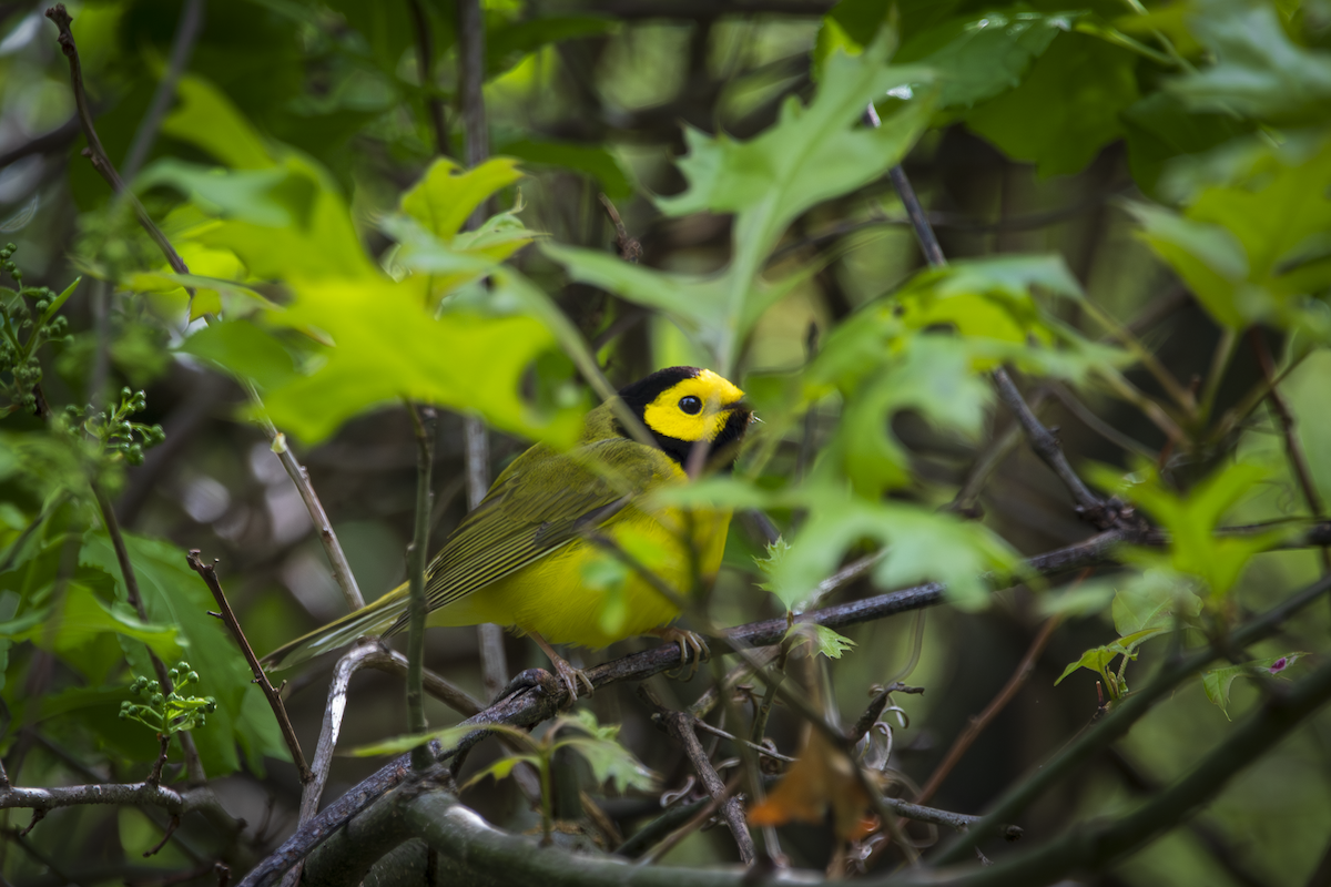 Hooded Warbler - ML636361394