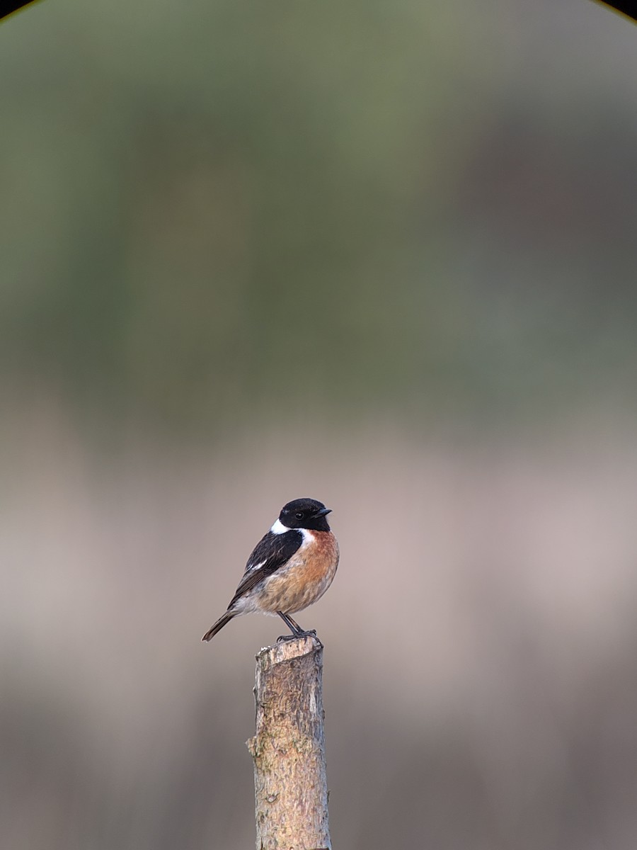 European Stonechat - ML636361395