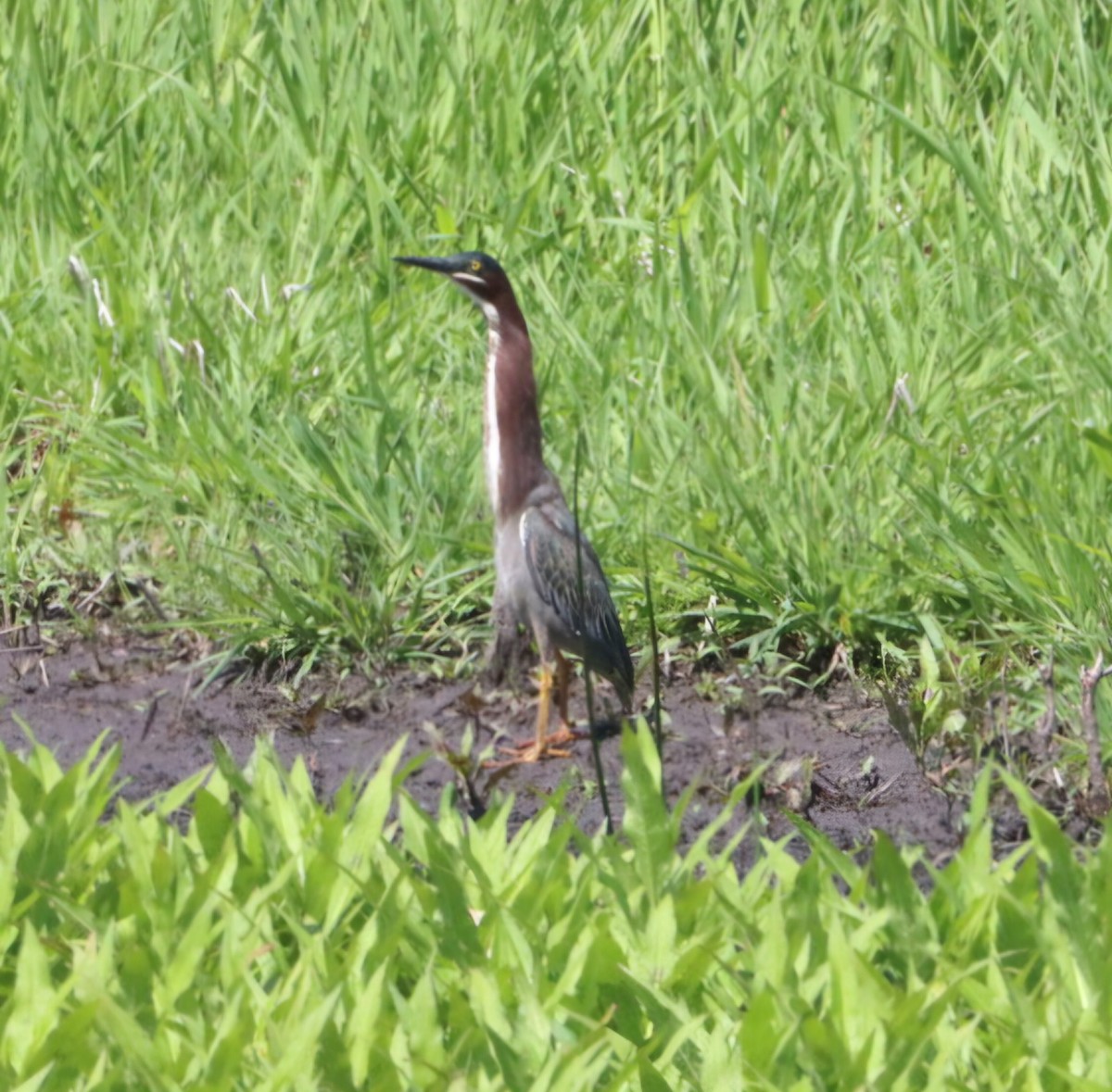Green Heron - ML636361400