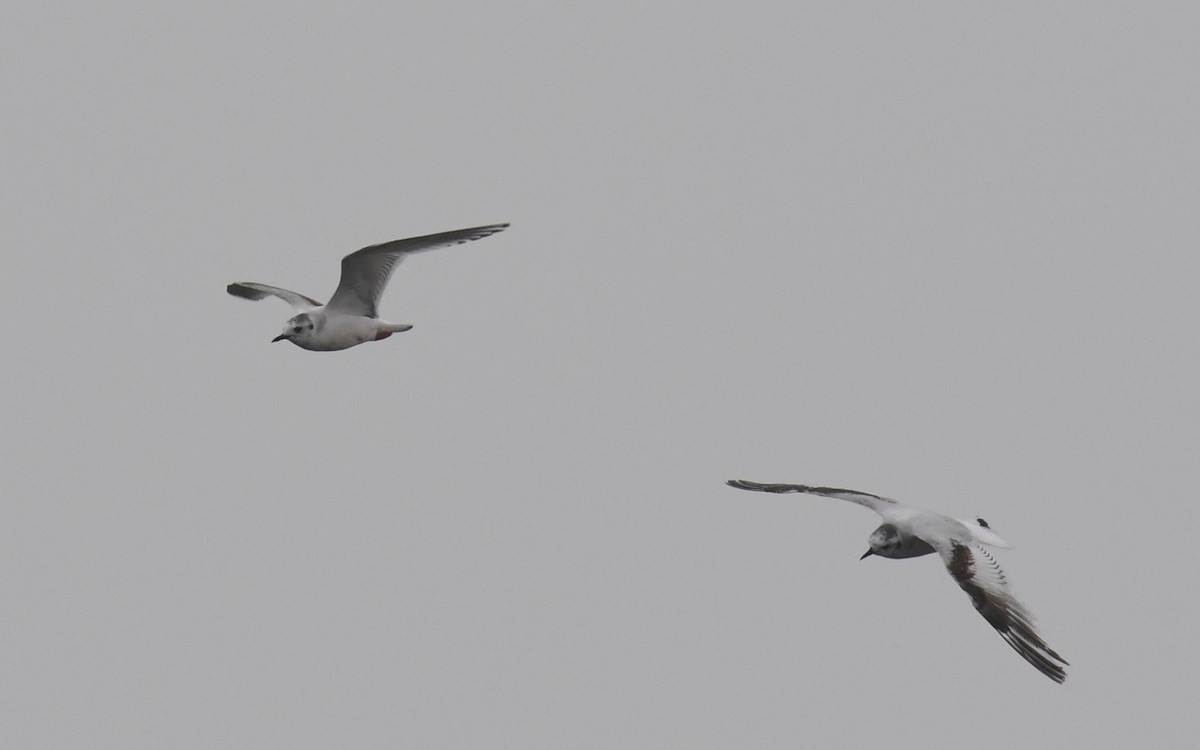 Little Gull - ML636361488