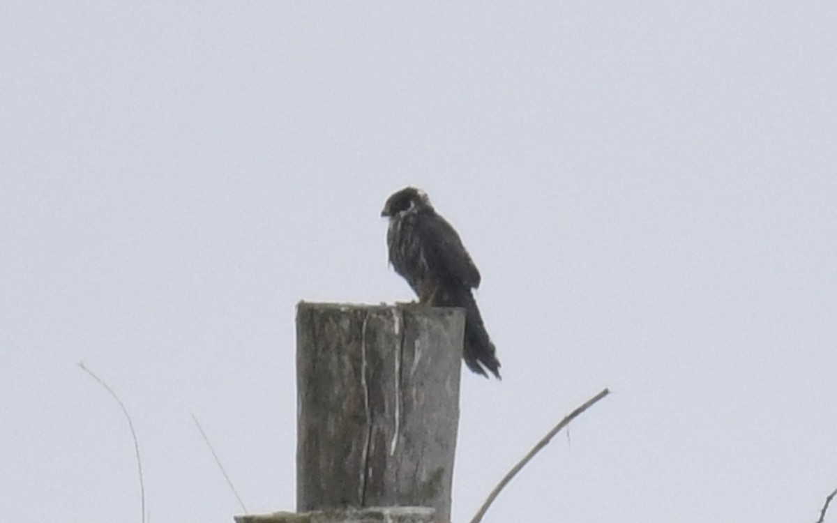 Eurasian Hobby - ML636361502