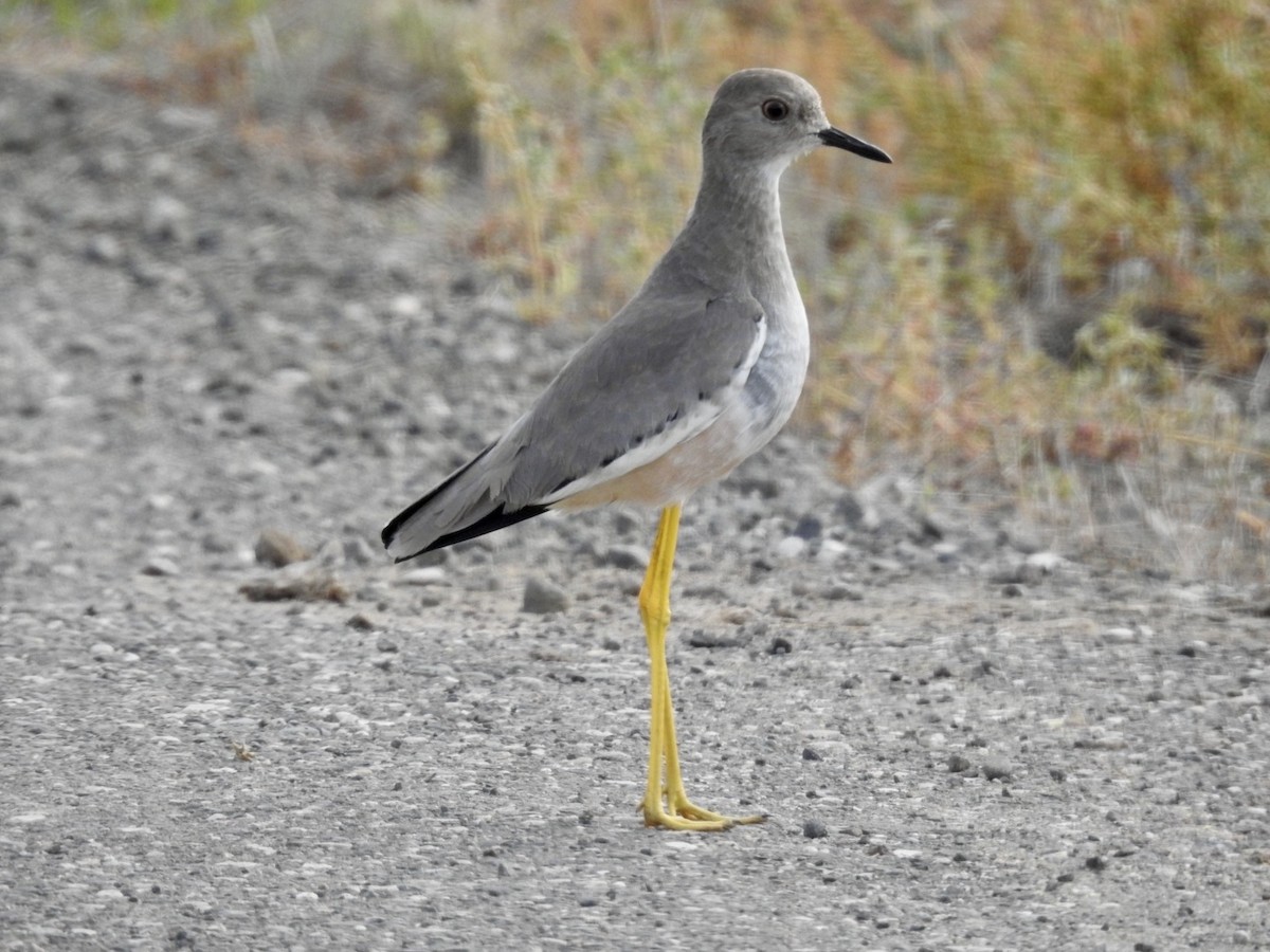 White-tailed Lapwing - ML636361507