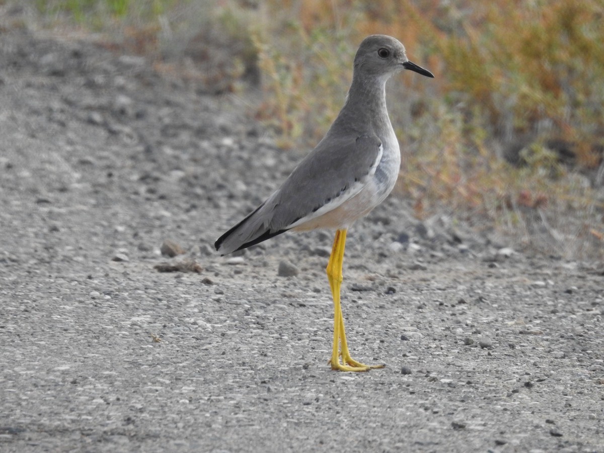 White-tailed Lapwing - ML636361508