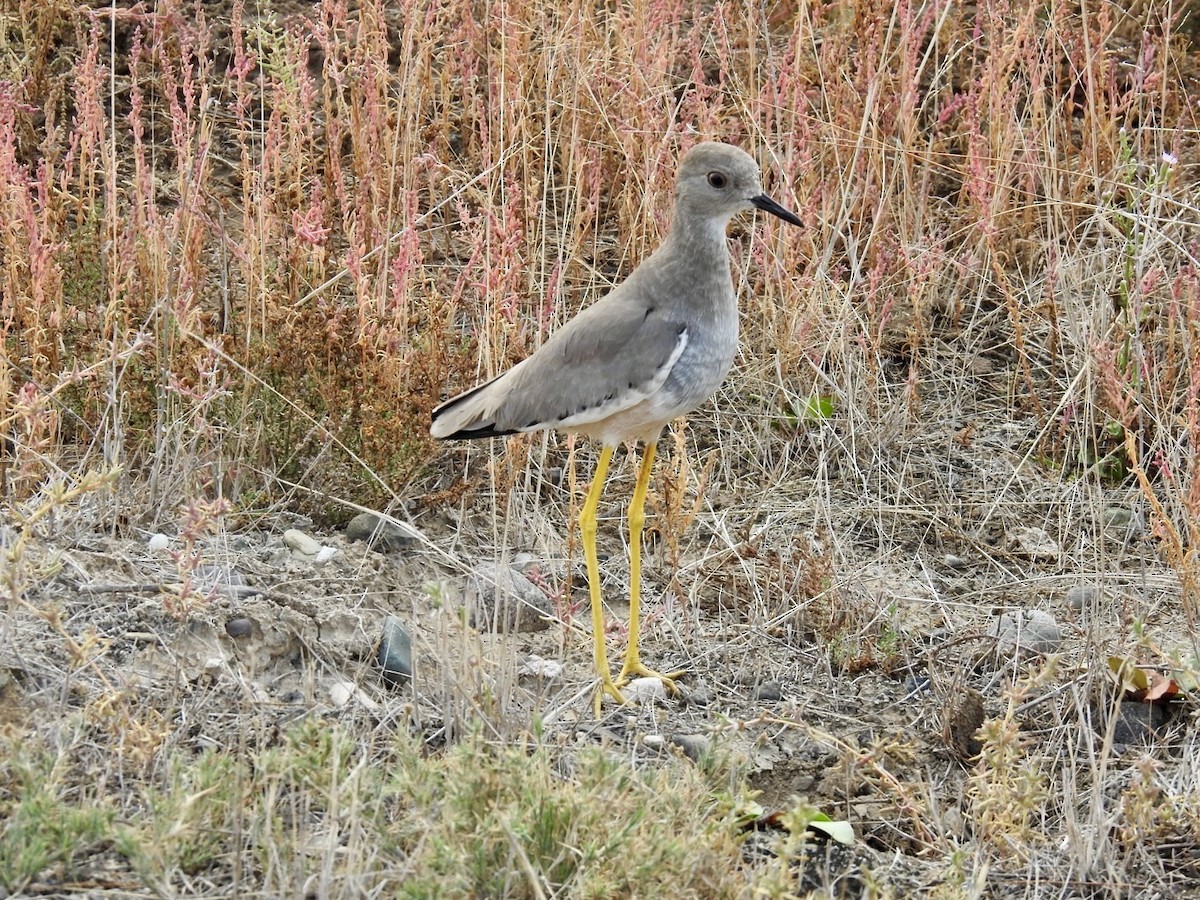 White-tailed Lapwing - ML636361509