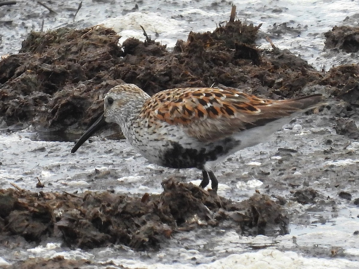 Dunlin - ML636361527