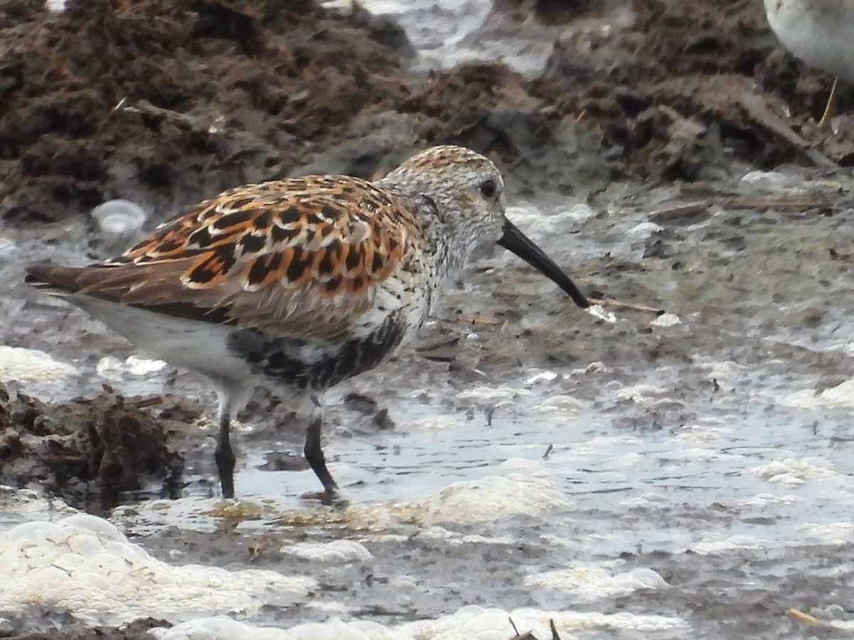 Dunlin - ML636361531