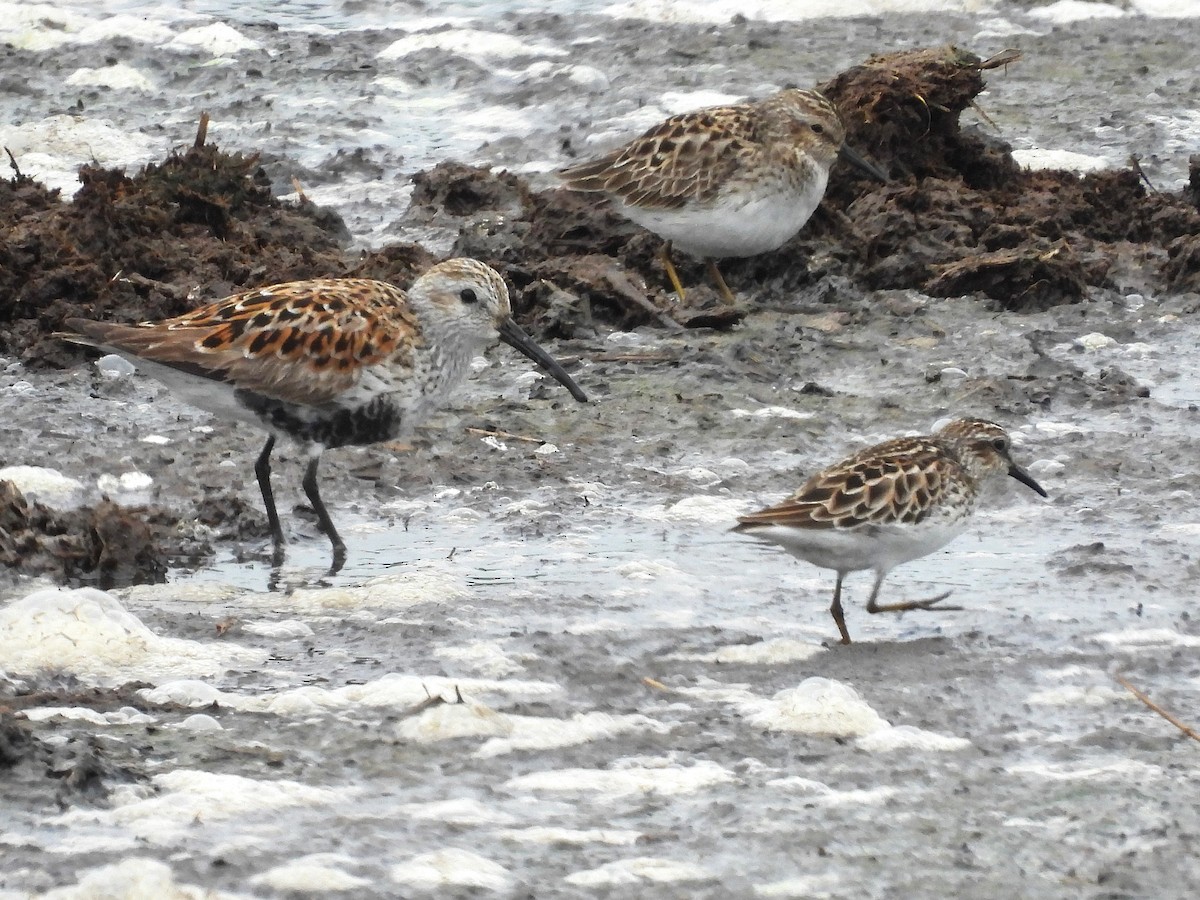 Dunlin - ML636361536