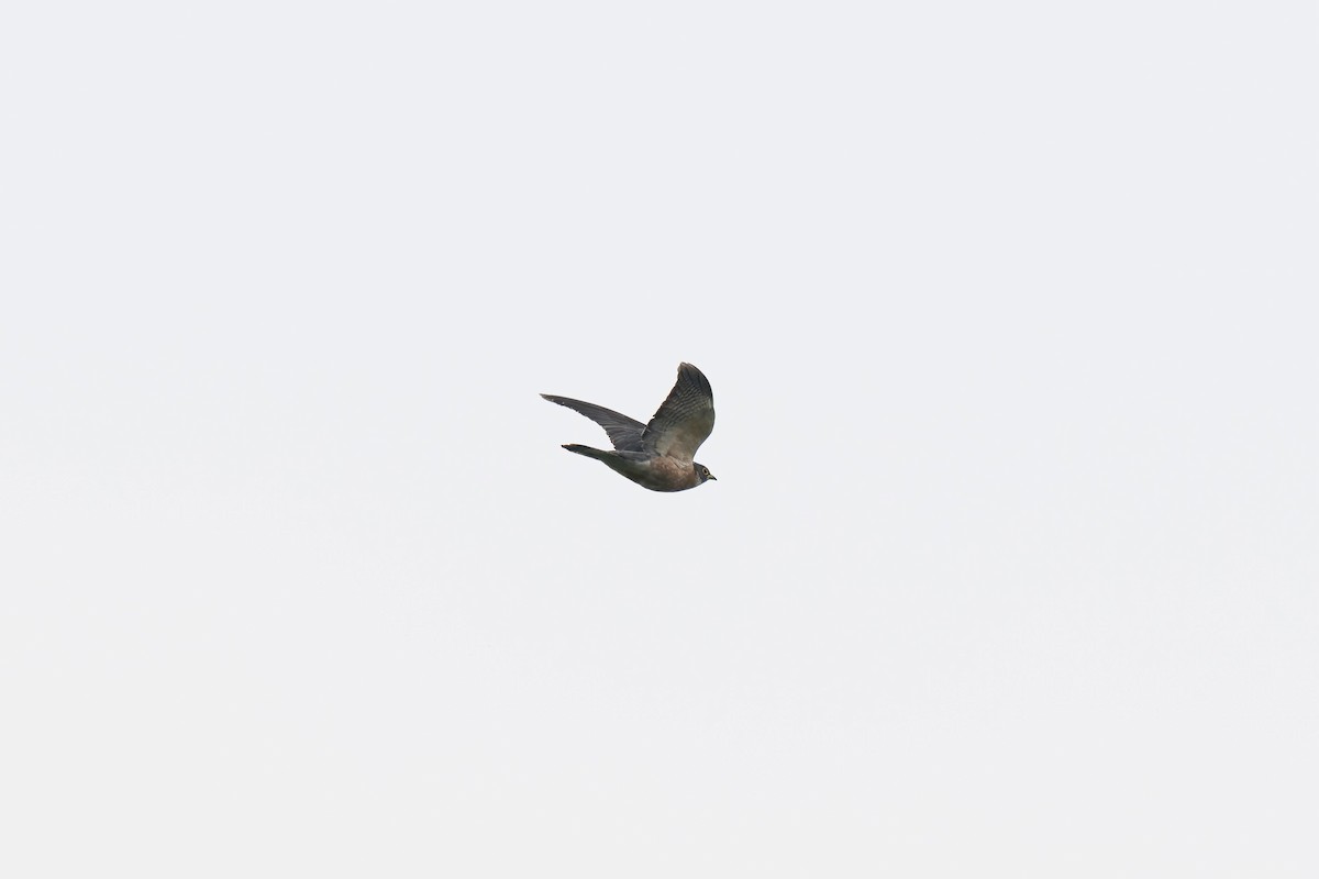 Northern Hawk-Cuckoo - ML636361541