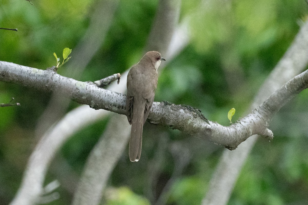 Coulicou à bec noir - ML636361552
