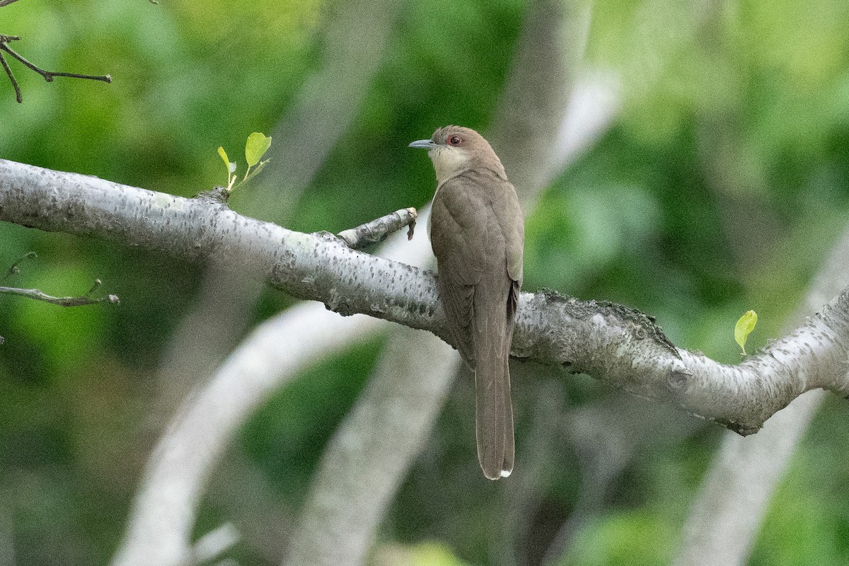 Coulicou à bec noir - ML636361553