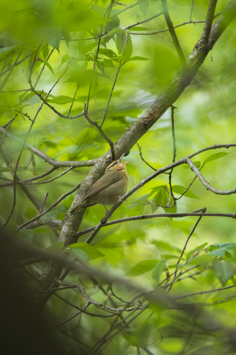 Worm-eating Warbler - ML636361582