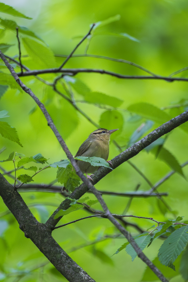Worm-eating Warbler - ML636361584