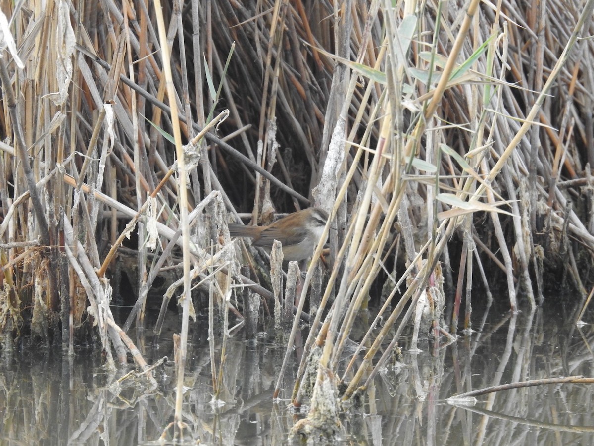 Moustached Warbler - ML636361634