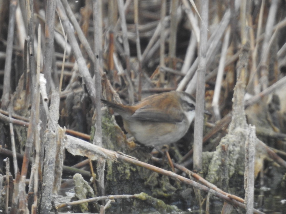 Moustached Warbler - ML636361635
