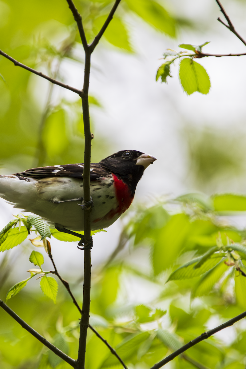 Rose-breasted Grosbeak - ML636361689