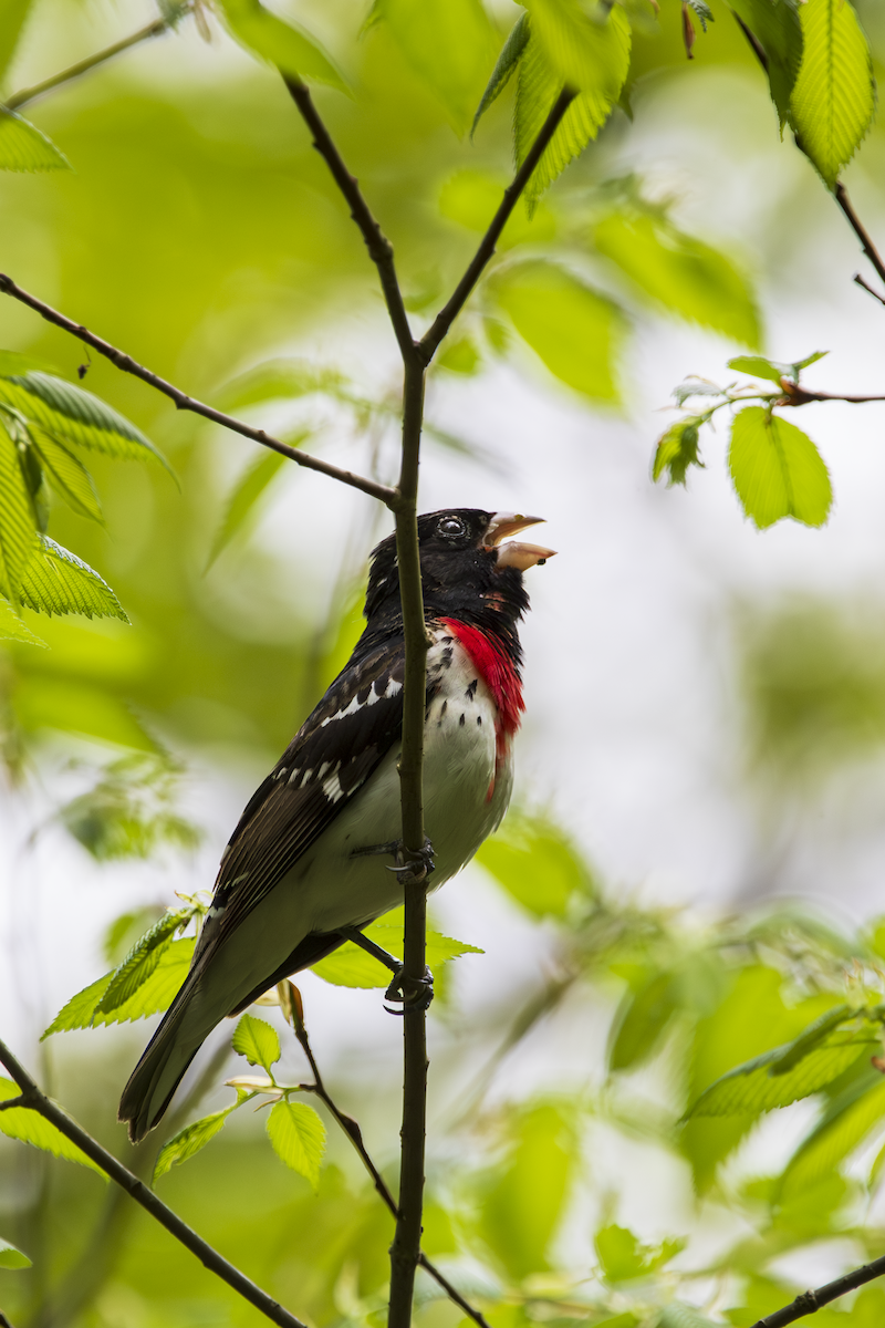 Rose-breasted Grosbeak - ML636361690
