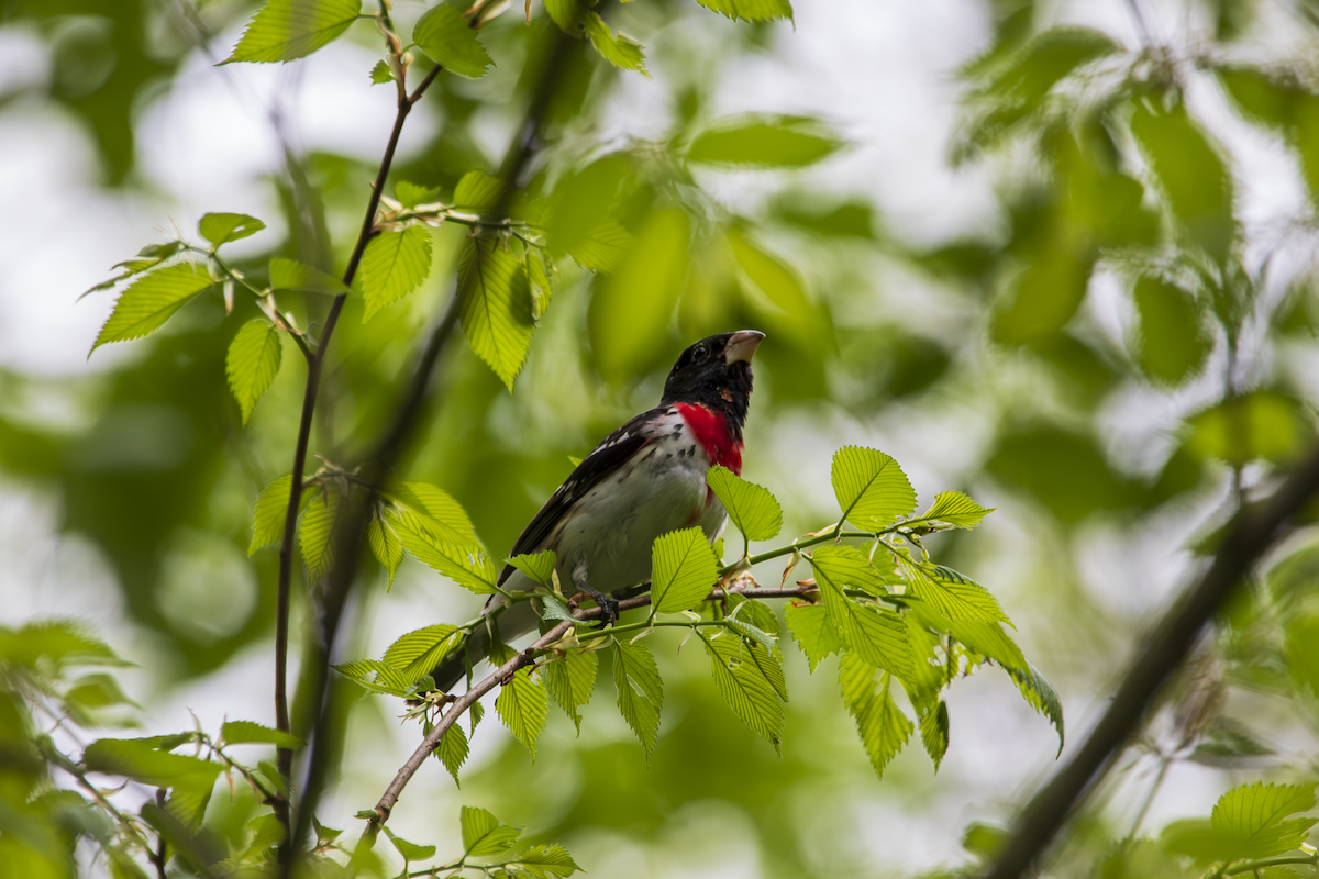 Rose-breasted Grosbeak - ML636361691