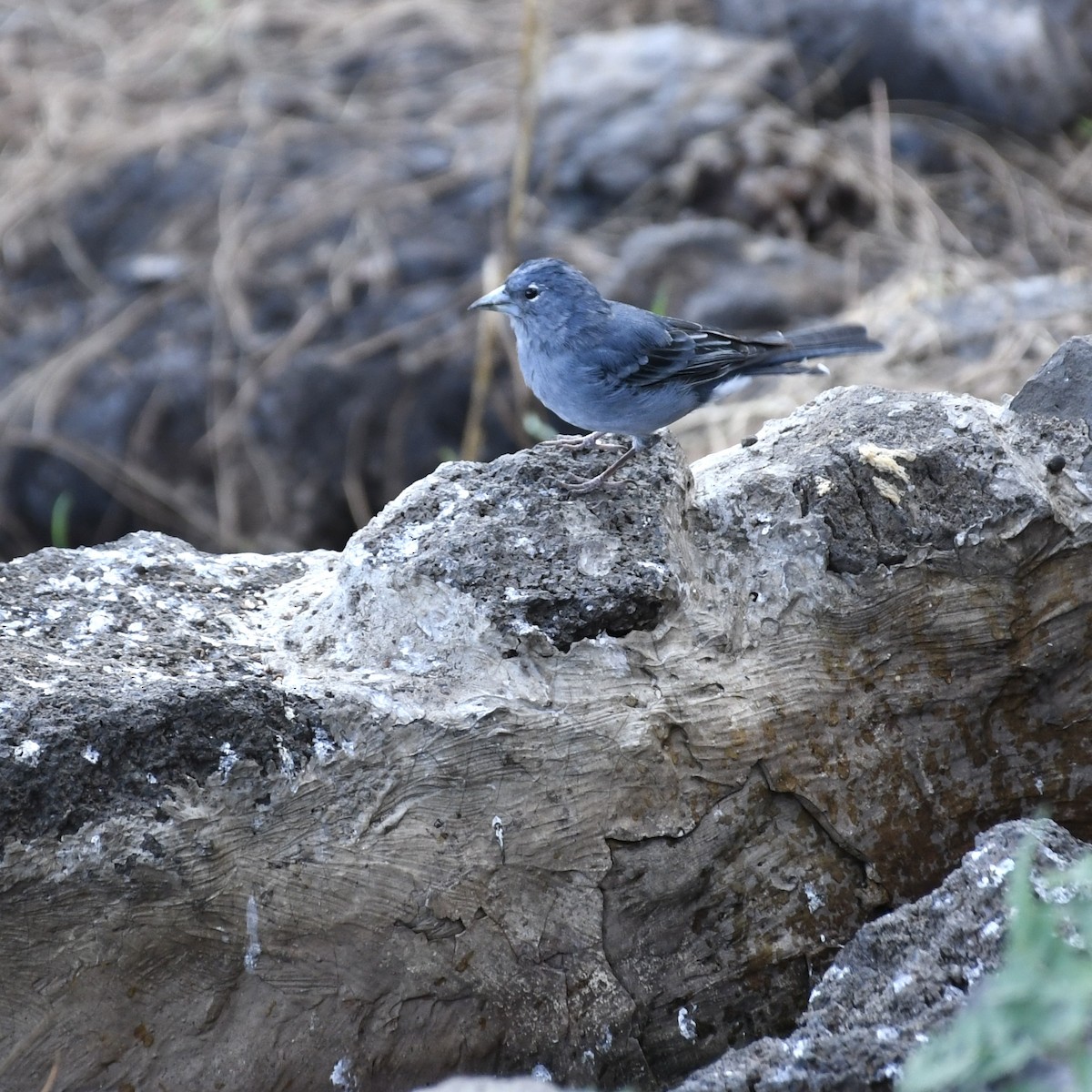 Pinzón Azul de Tenerife - ML636361757