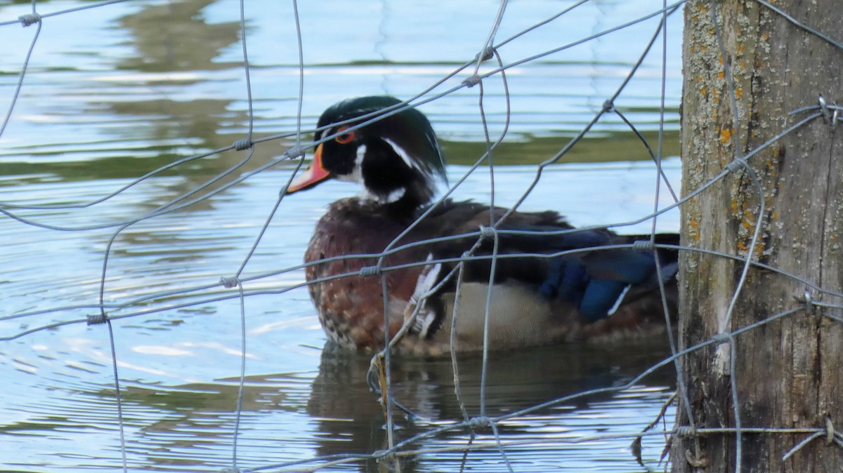 Wood Duck - ML636361758