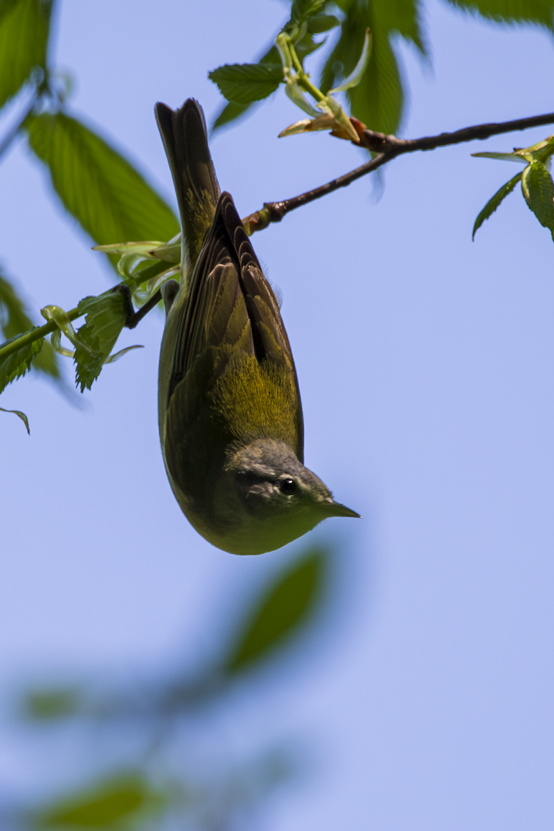Tennessee Warbler - ML636361854