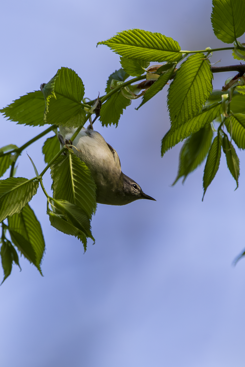 Tennessee Warbler - ML636361855