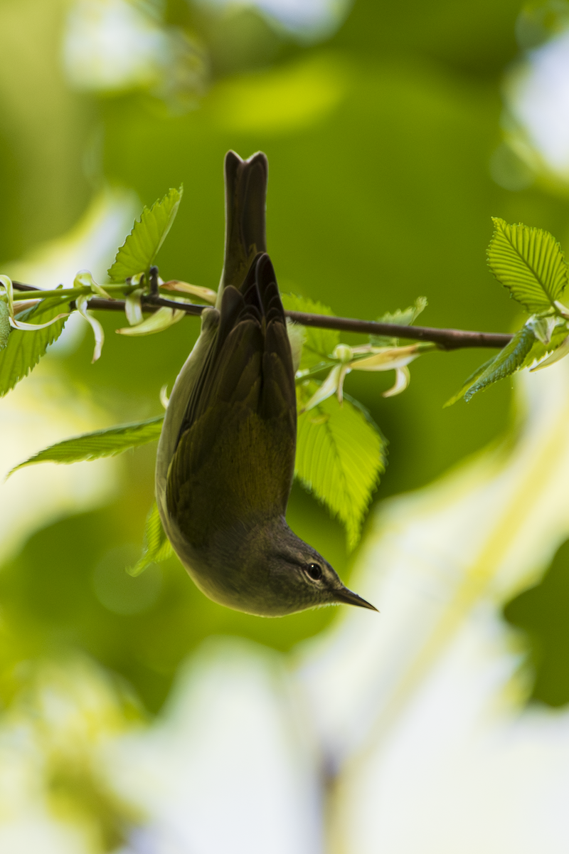 Tennessee Warbler - ML636361856