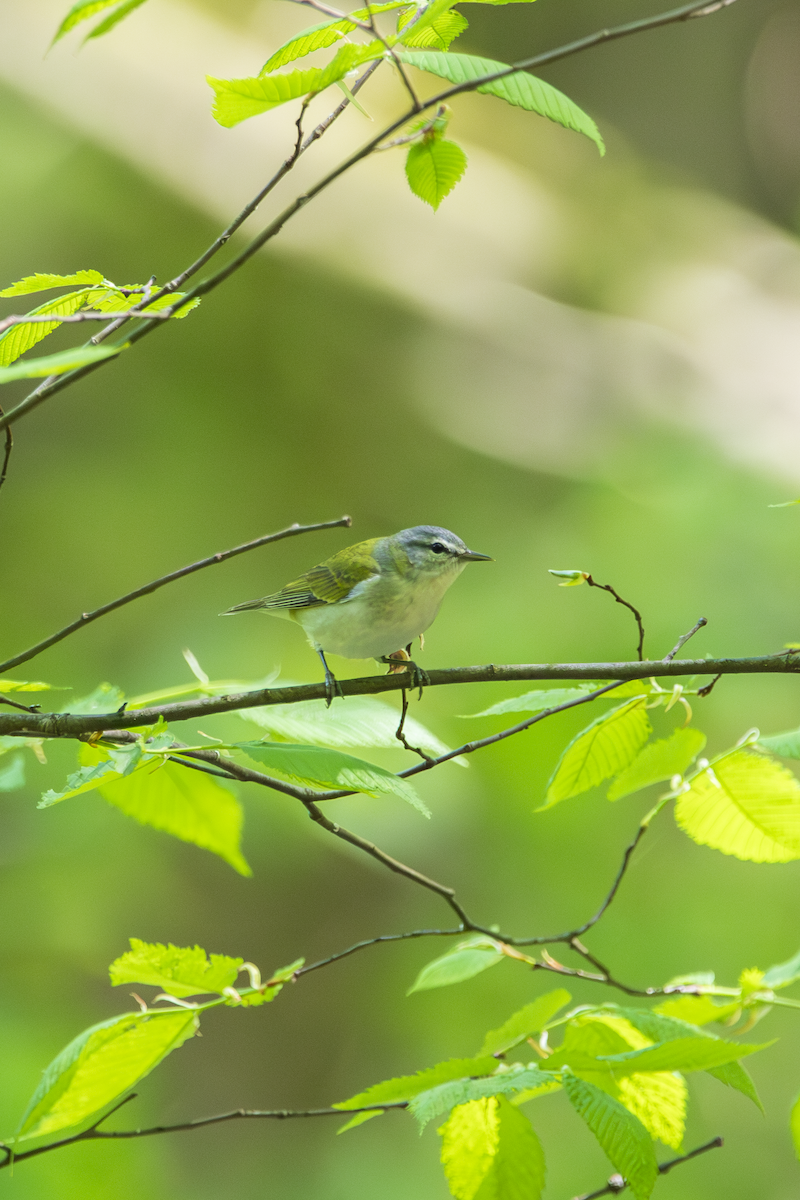 Tennessee Warbler - ML636361857