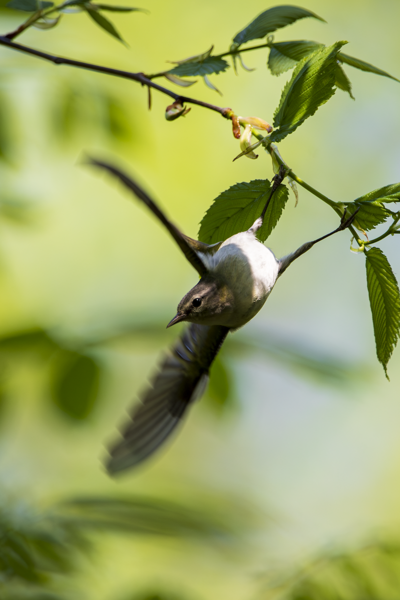 Tennessee Warbler - ML636361859