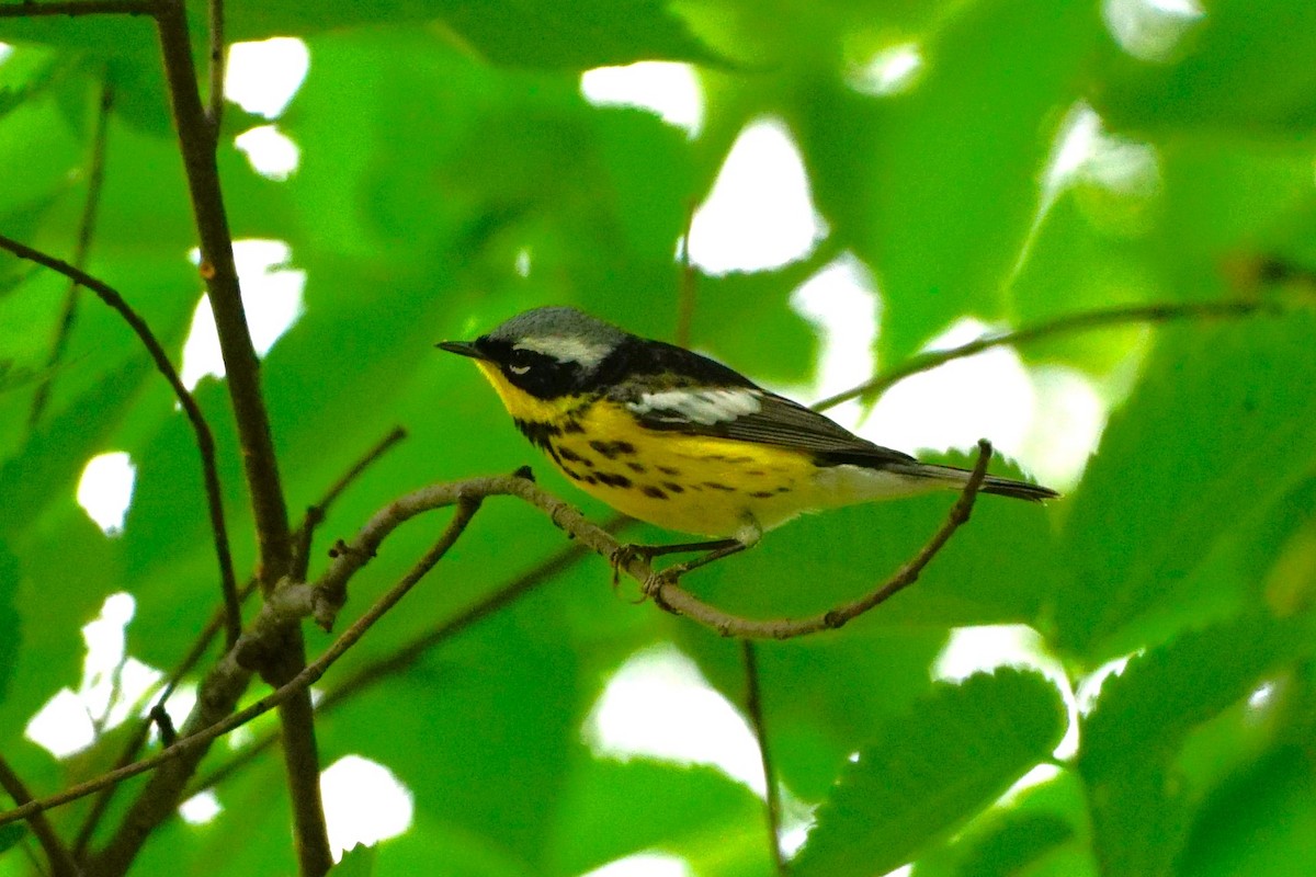 Magnolia Warbler - ML636361947
