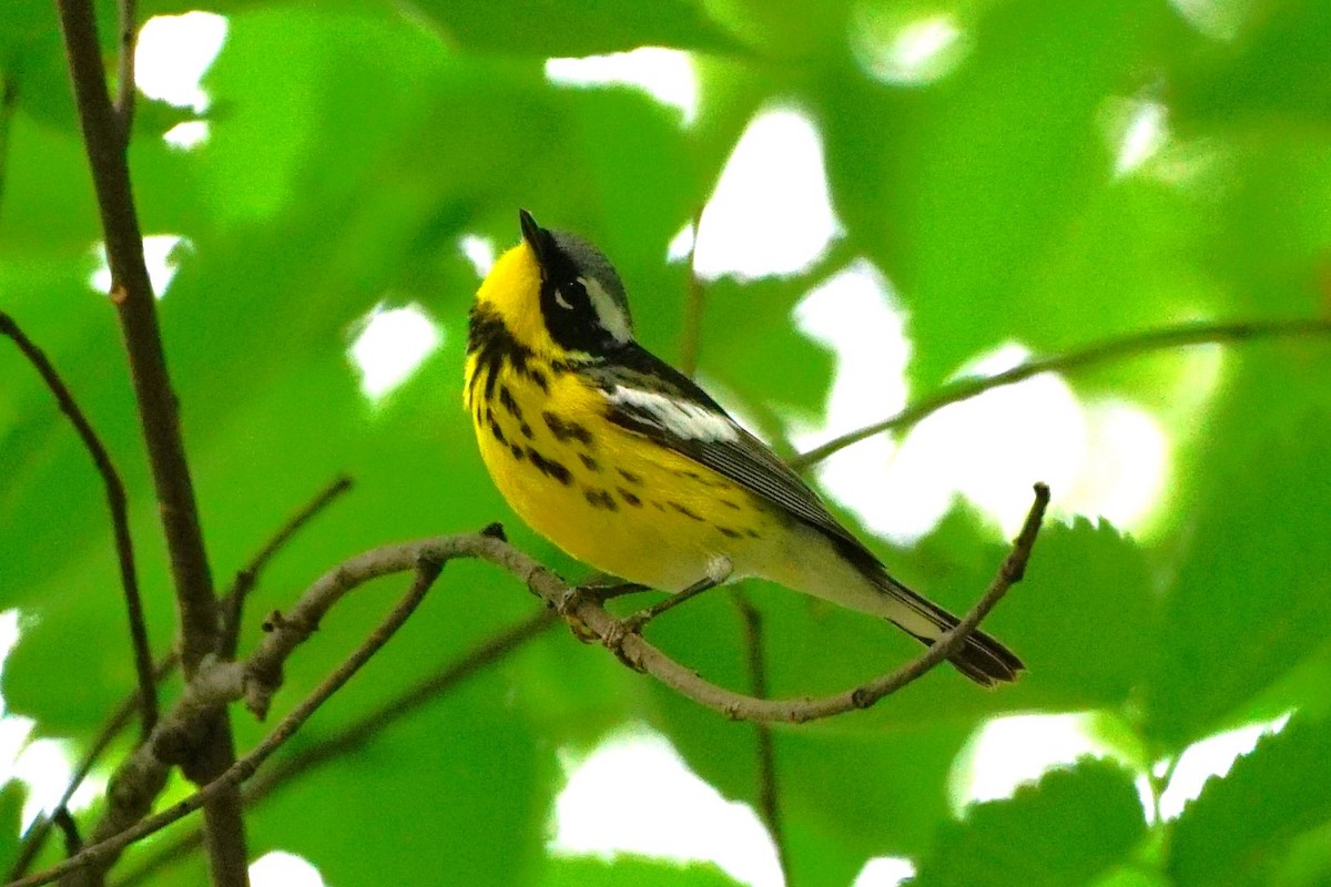 Magnolia Warbler - ML636361948