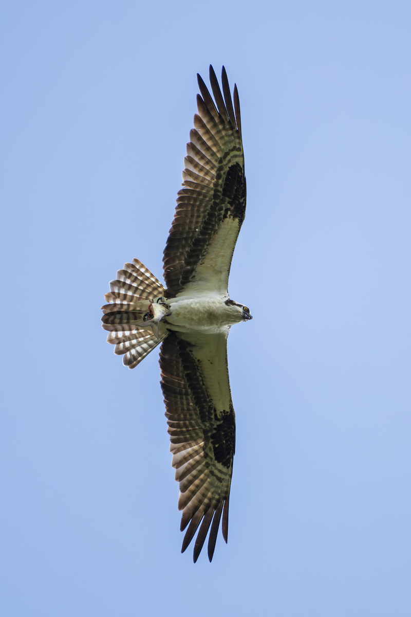 Osprey - ML636361956