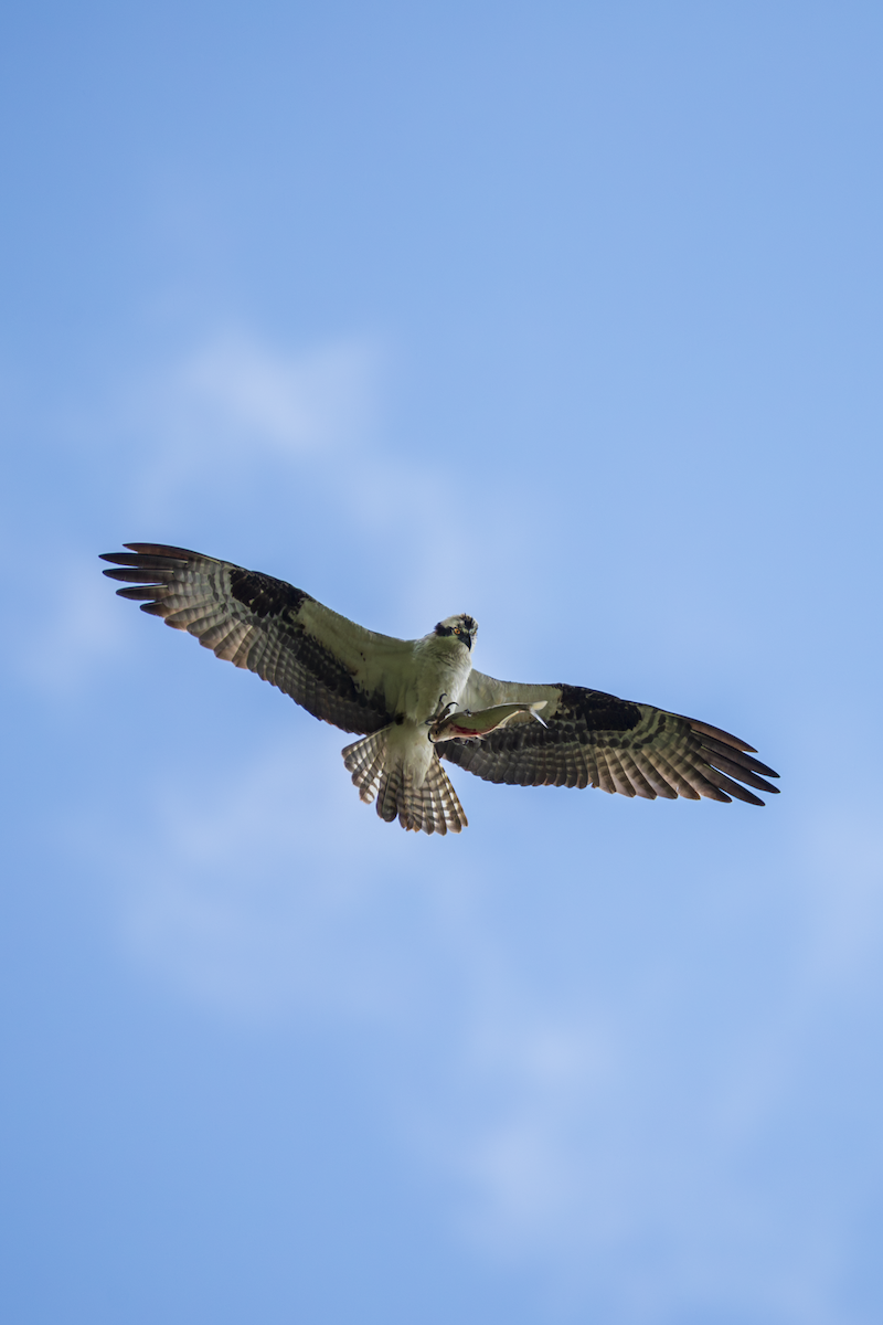 Osprey - ML636361957