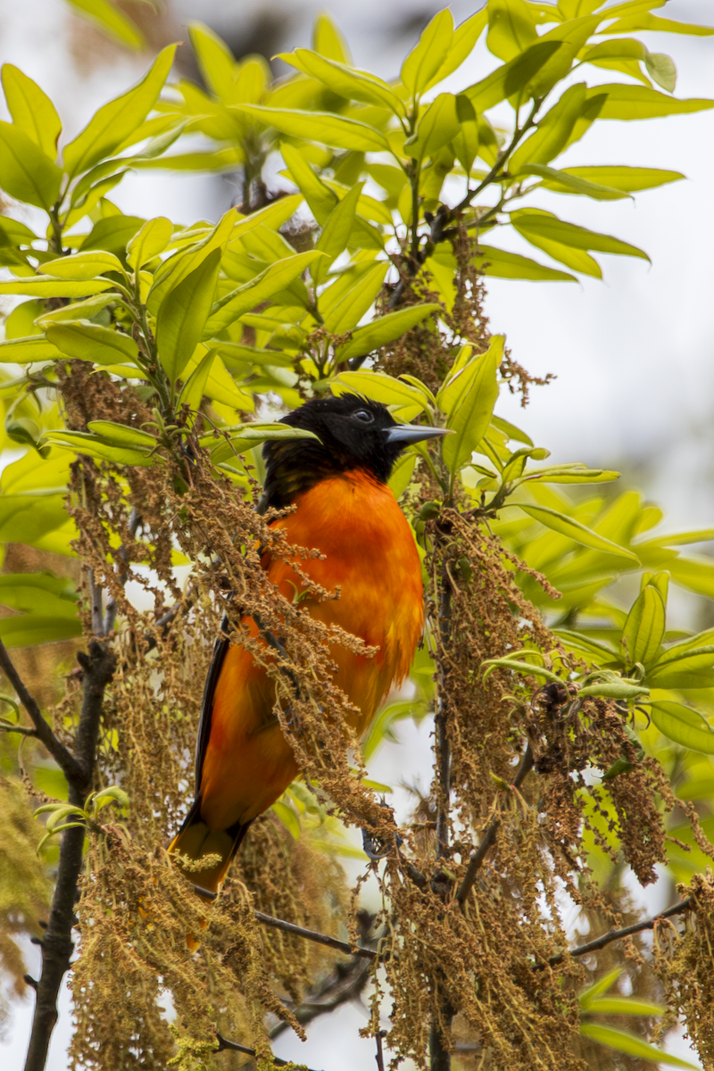 Baltimore Oriole - ML636361987