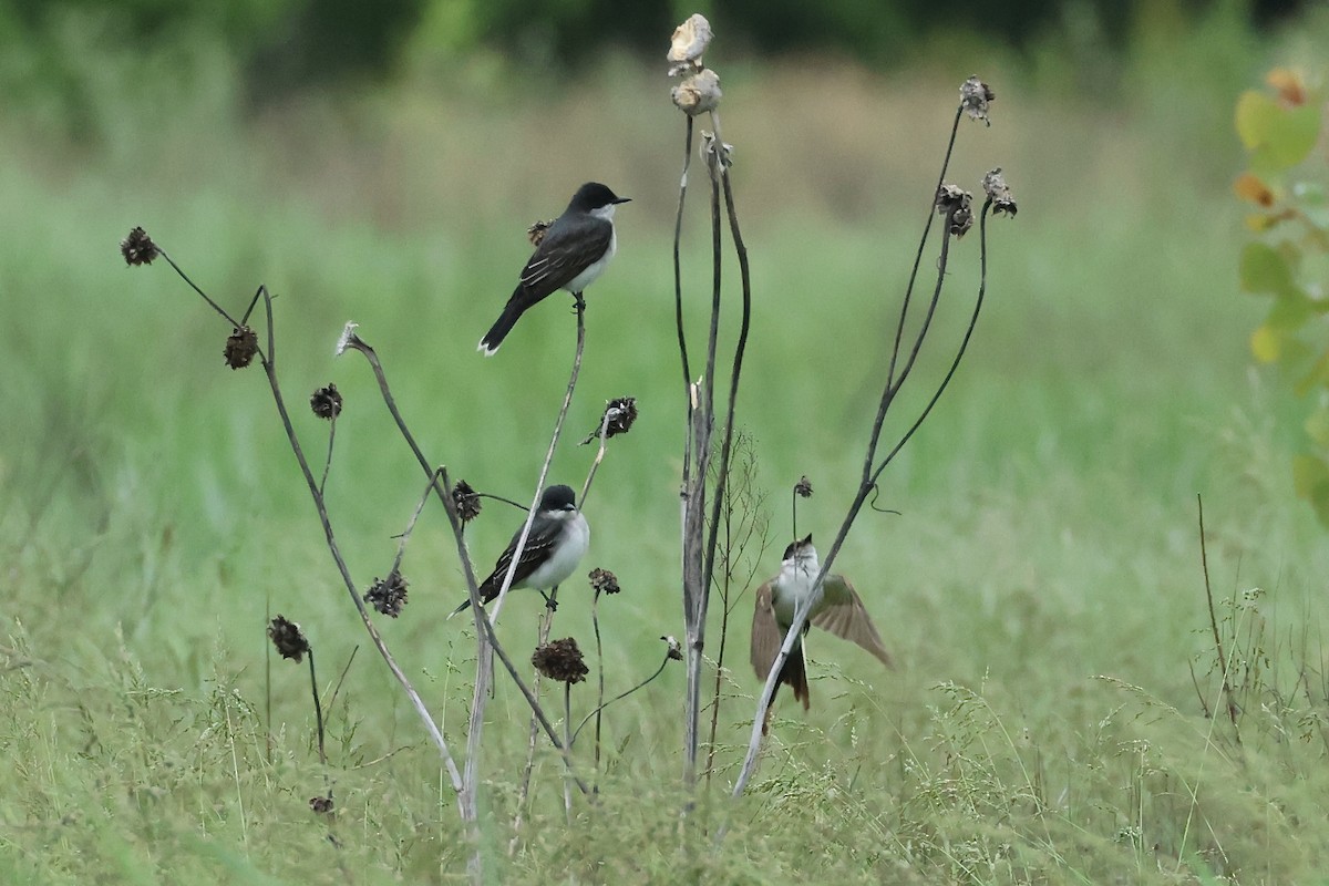 Eastern Kingbird - ML636362063