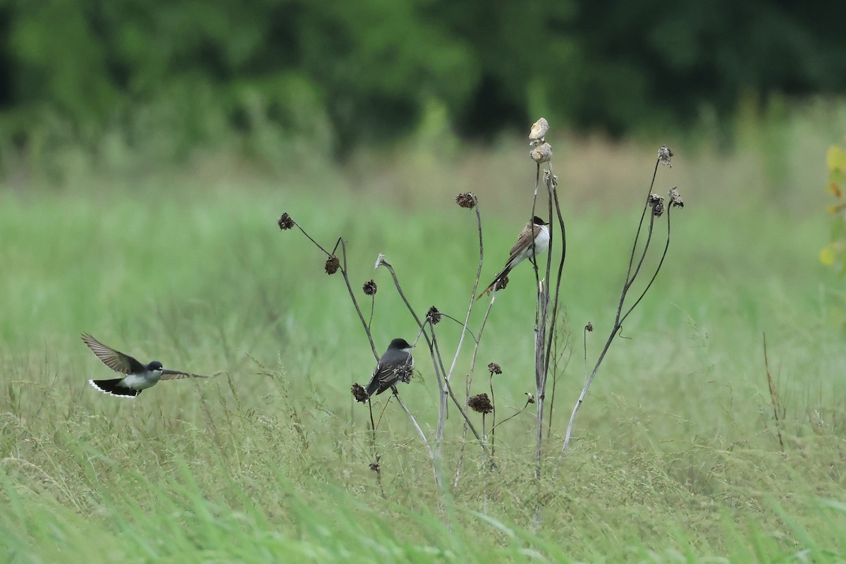 Eastern Kingbird - ML636362065