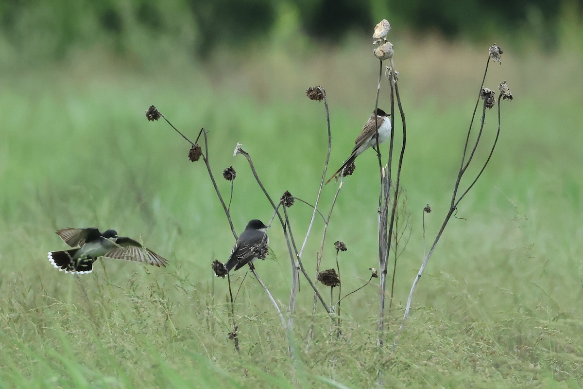 Eastern Kingbird - ML636362073