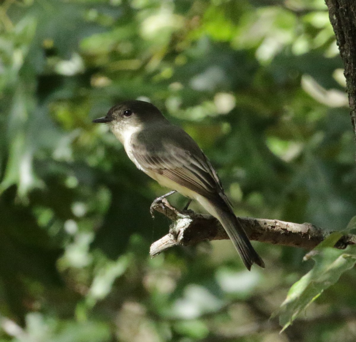 Eastern Phoebe - ML636362080