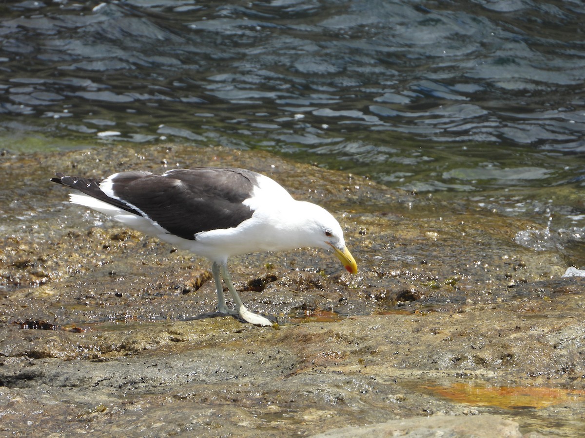 Goéland dominicain (vetula) - ML636362088