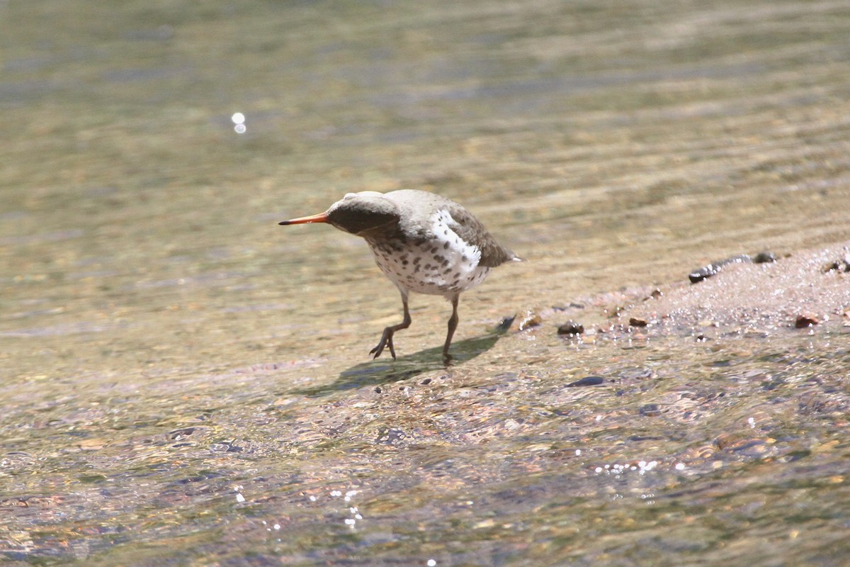 Spotted Sandpiper - ML636362149