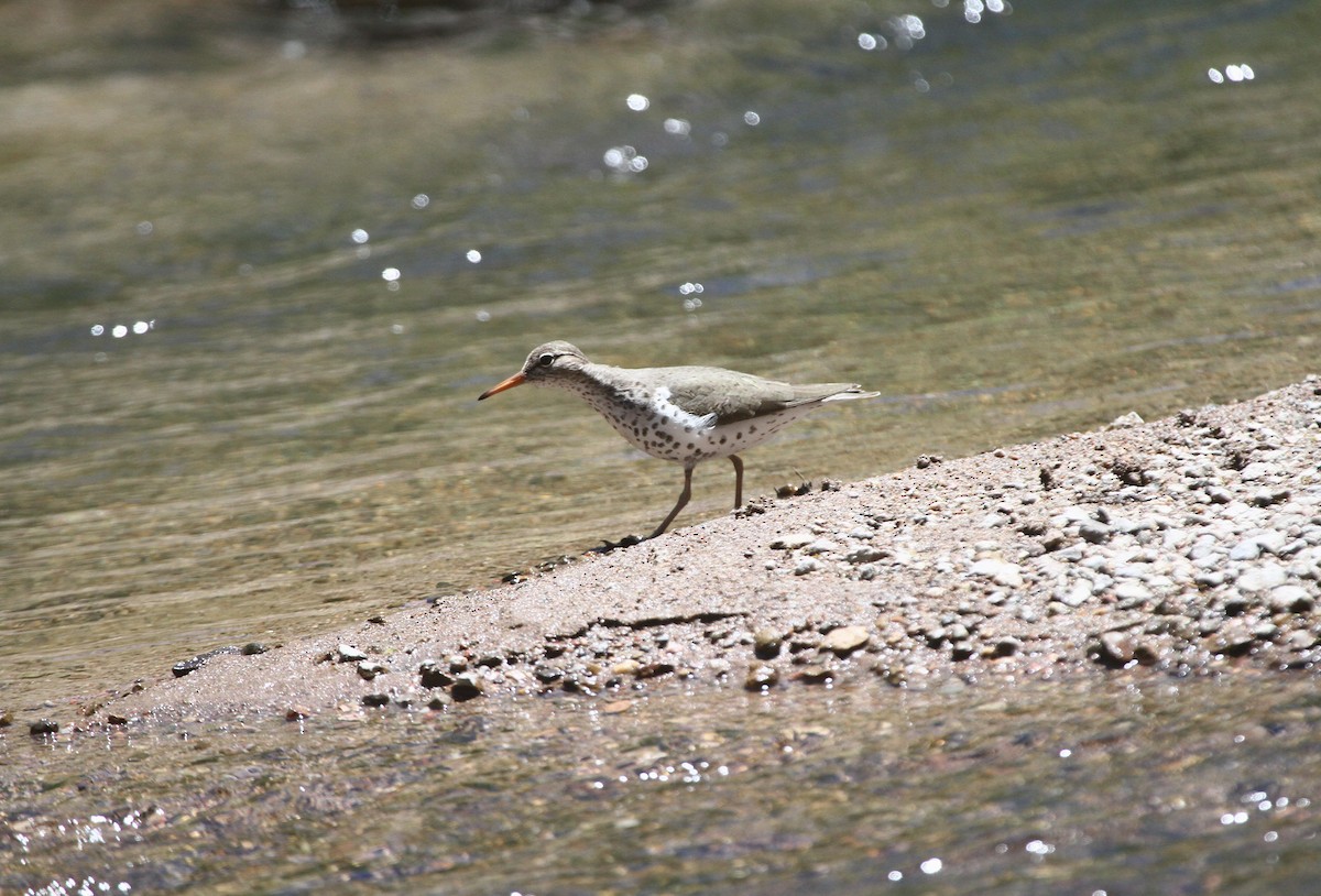 Spotted Sandpiper - ML636362150
