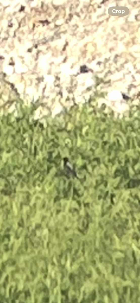 Bobolink - ML636362165