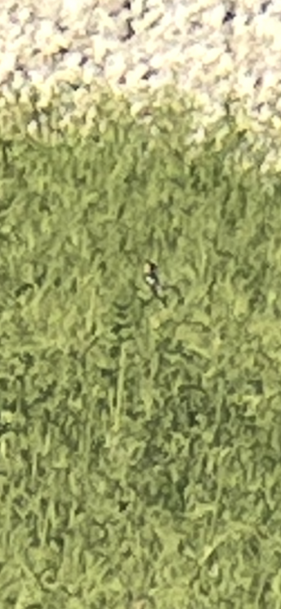 Bobolink - ML636362166