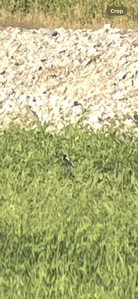 Bobolink - ML636362167