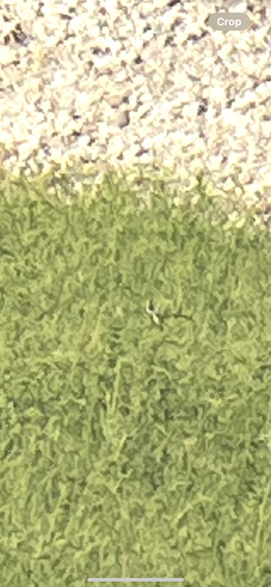 Bobolink - ML636362168