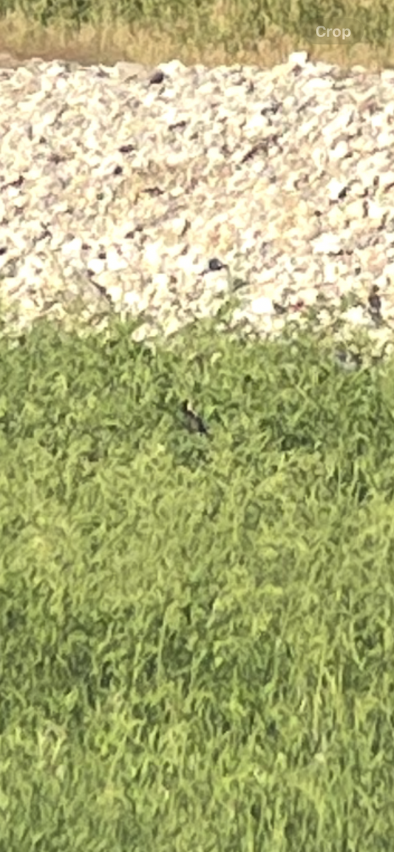 Bobolink - ML636362169