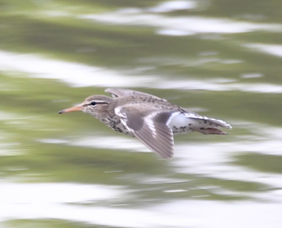 Spotted Sandpiper - ML636362210